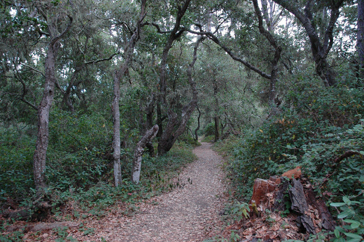 Point Lobos 077.jpg